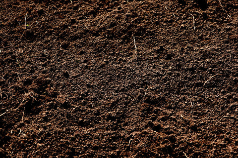 Picture of Dirt